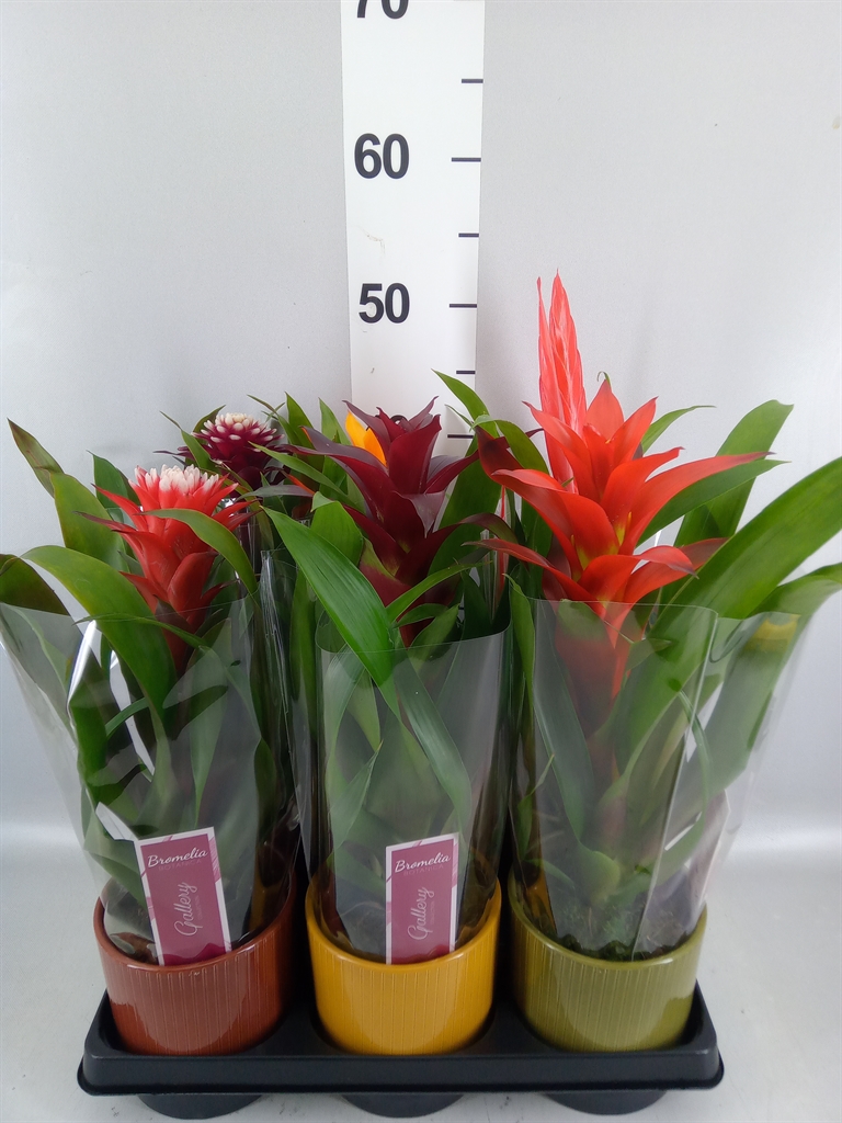Bromelia Mix 12Ø 50cm