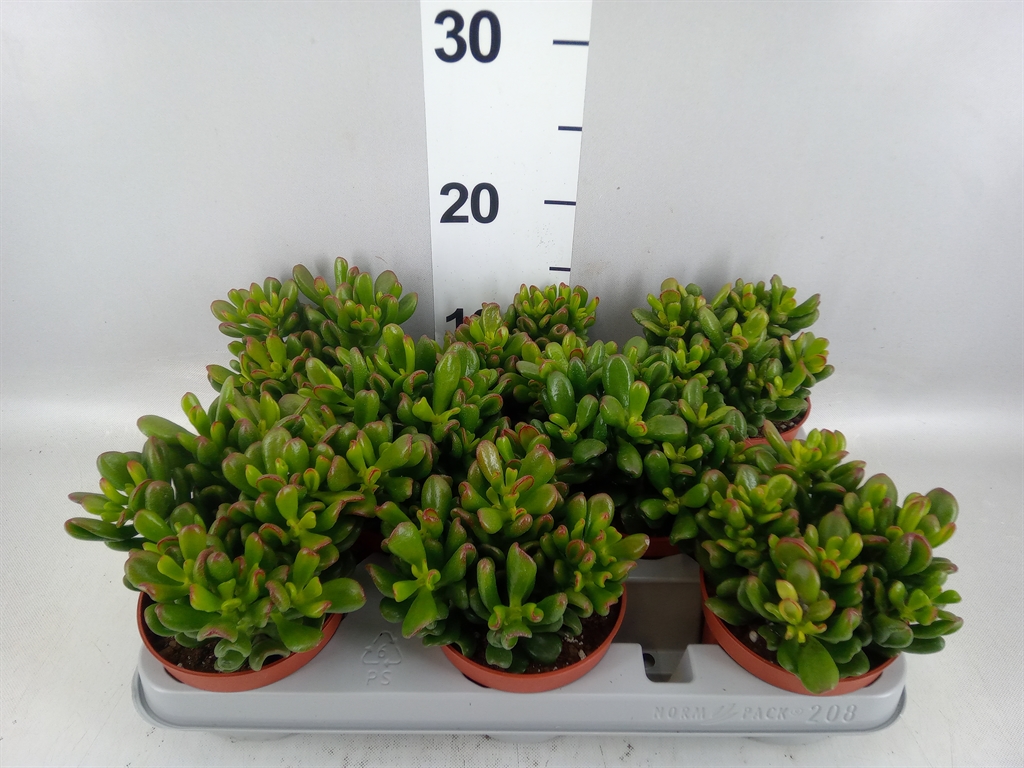 Crassula Gandalf 10Ø 20cm
