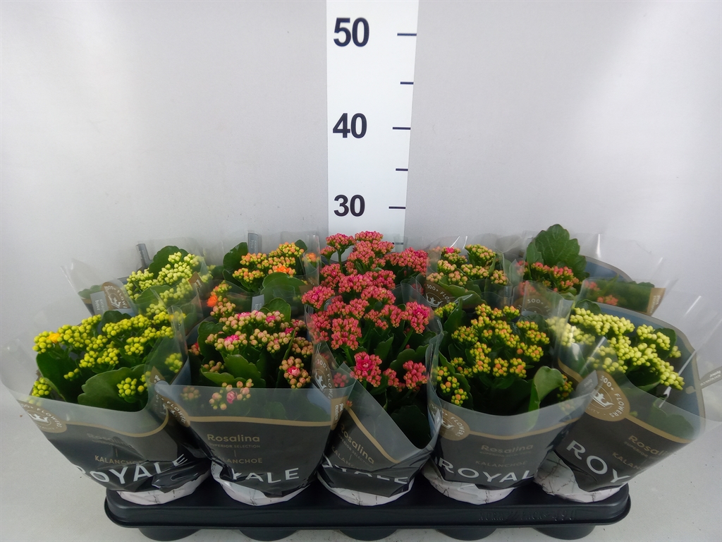 Kalanchoe Double Royale Mix 12Ø 27cm