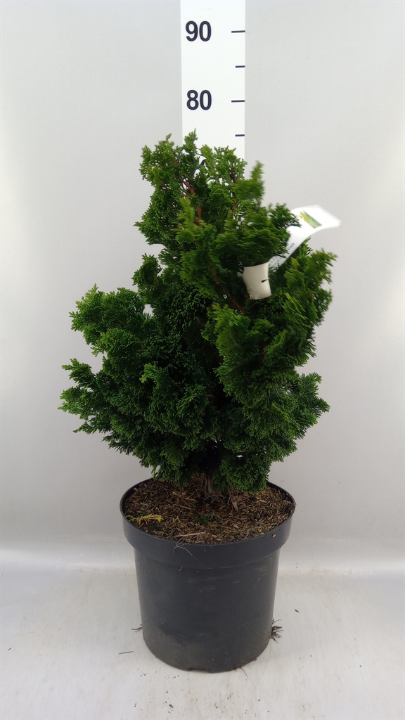 Chamaecyparis Obtusa 26Ø 50cm