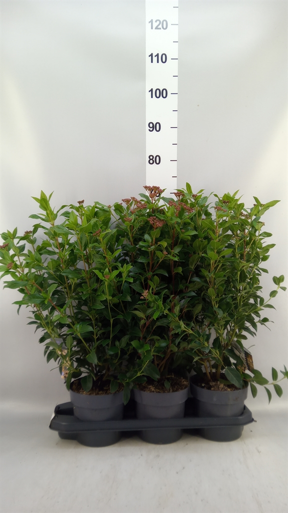 Viburnum Tinus 30cm