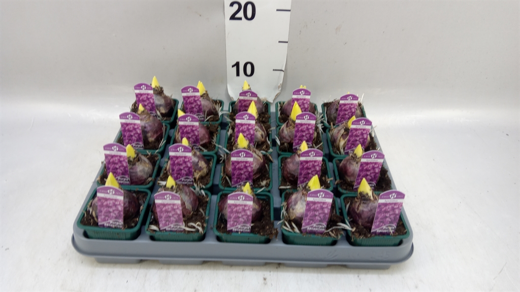 Hyacinthus Purple Sensation 7Ø 15cm 1pp
