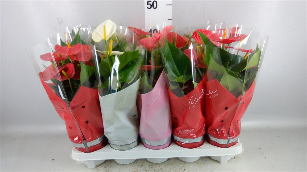 Anthurium Mix 4 Colours 12Ø 40cm