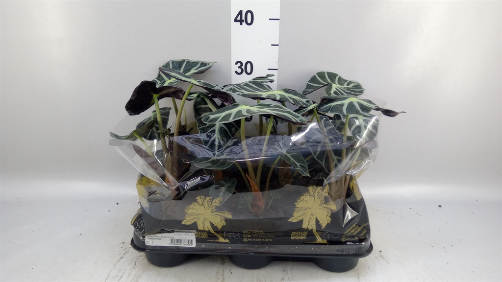 Alocasia Longiloba Silver 6Ø 25cm