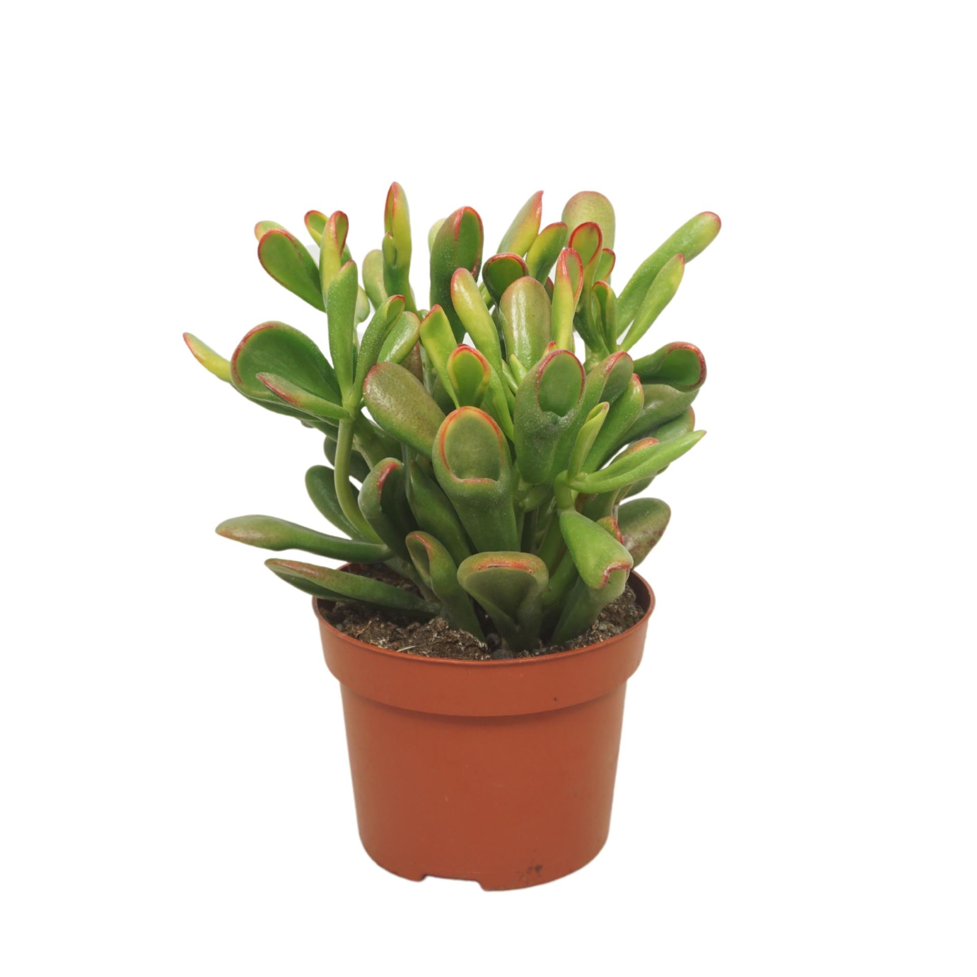 Crassula Horn Tree 12Ø 24cm