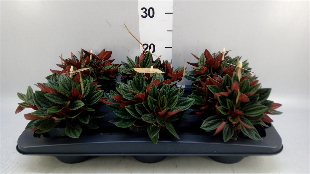 Peperomia Caperata Rosso 12Ø 20cm