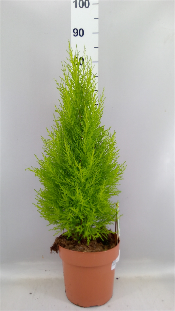 Cupressus Goldcrest Wilma 21Ø 80cm