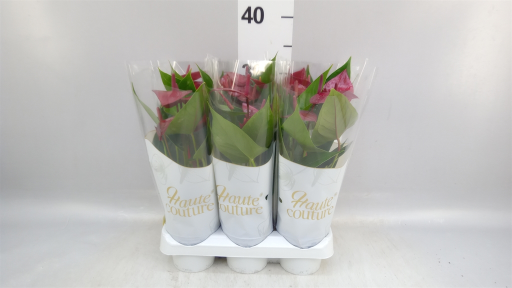 Anthurium Embracio 9Ø 29cm