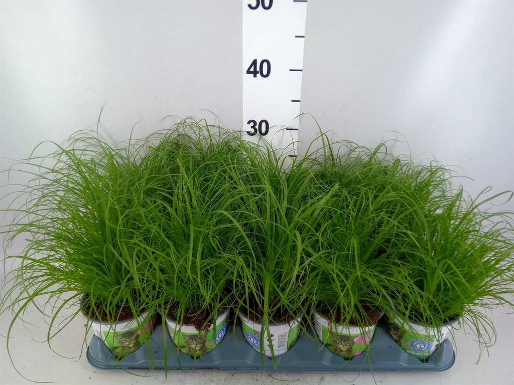 Cyperus Zumula 12Ø 30cm
