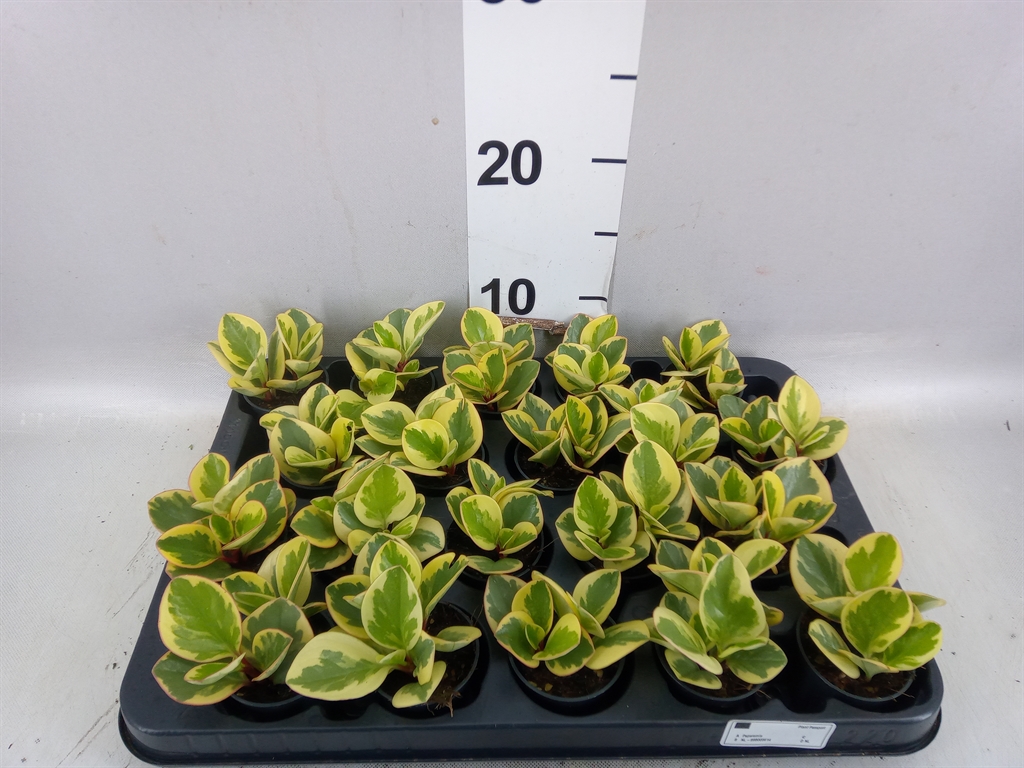 Pep Obt Bicolor 505Ø 10cm