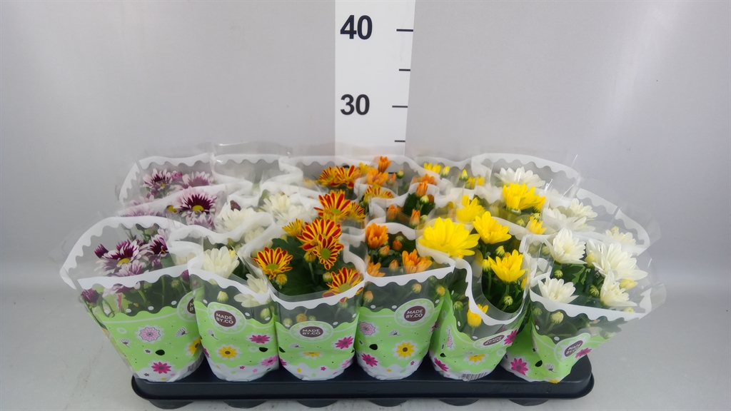 Chrysanth Mix 5 Colours 9Ø 22cm
