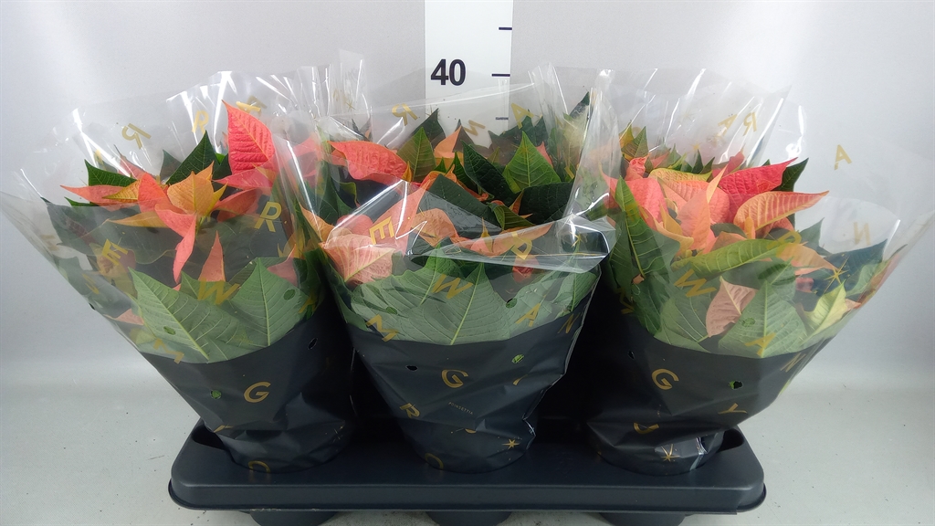 Euphor P Vi Cinnamon 13Ø 30cm