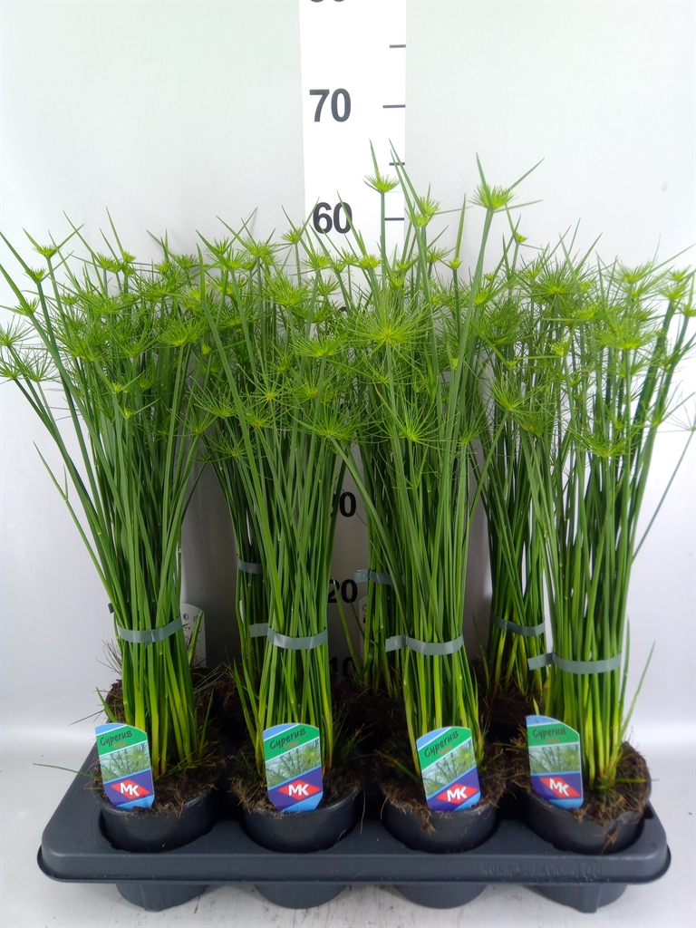 Cyperus Haspan 12Ø 55cm