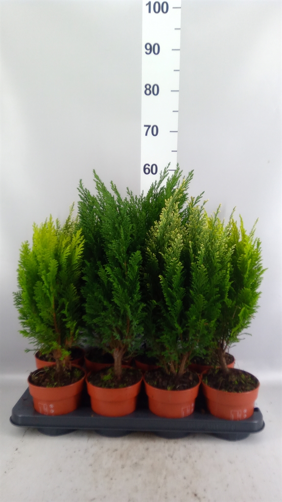 Conifers Mix 13Ø 50cm