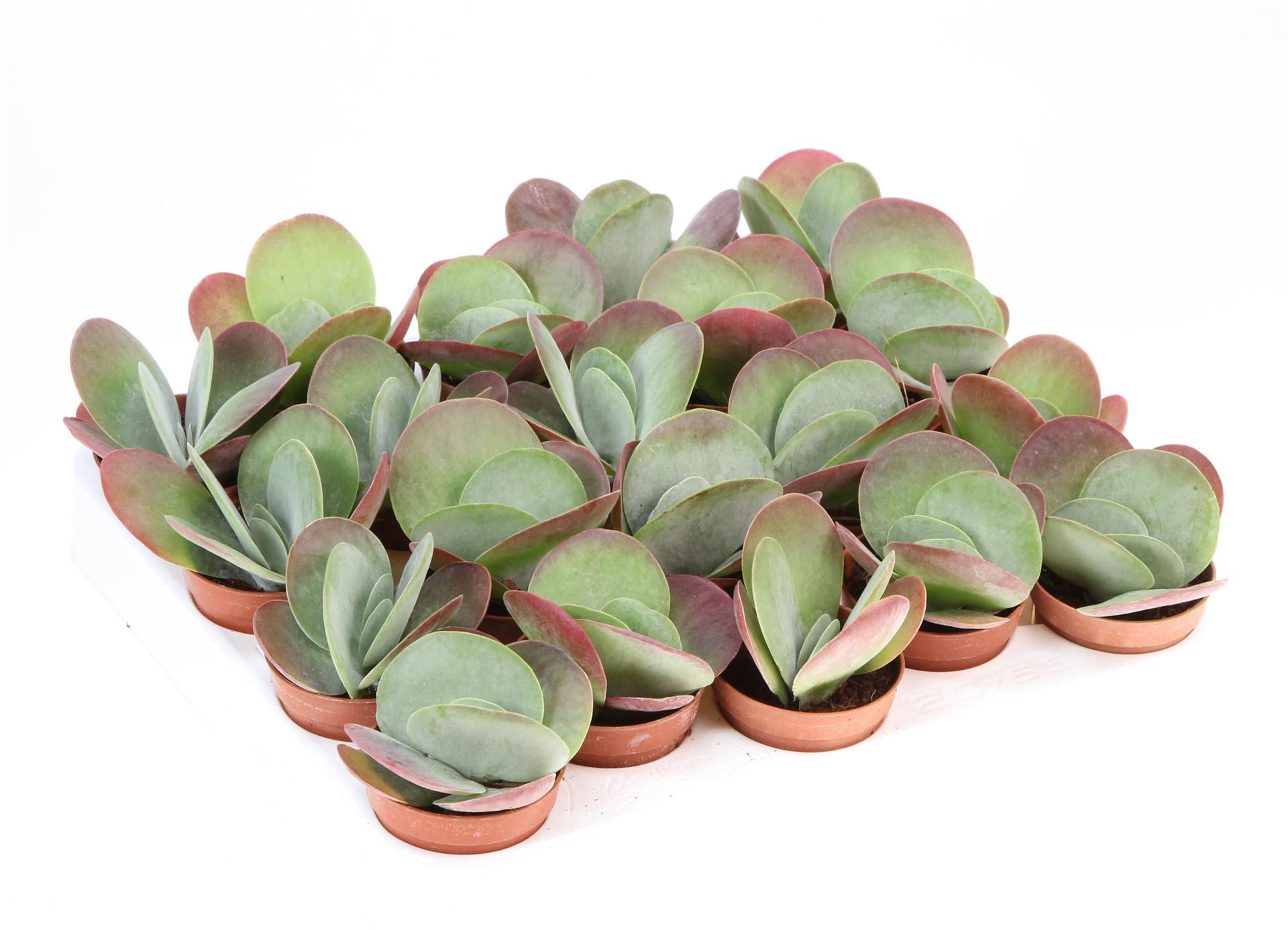 Kalanchoe Red Lips 5Ø 10cm