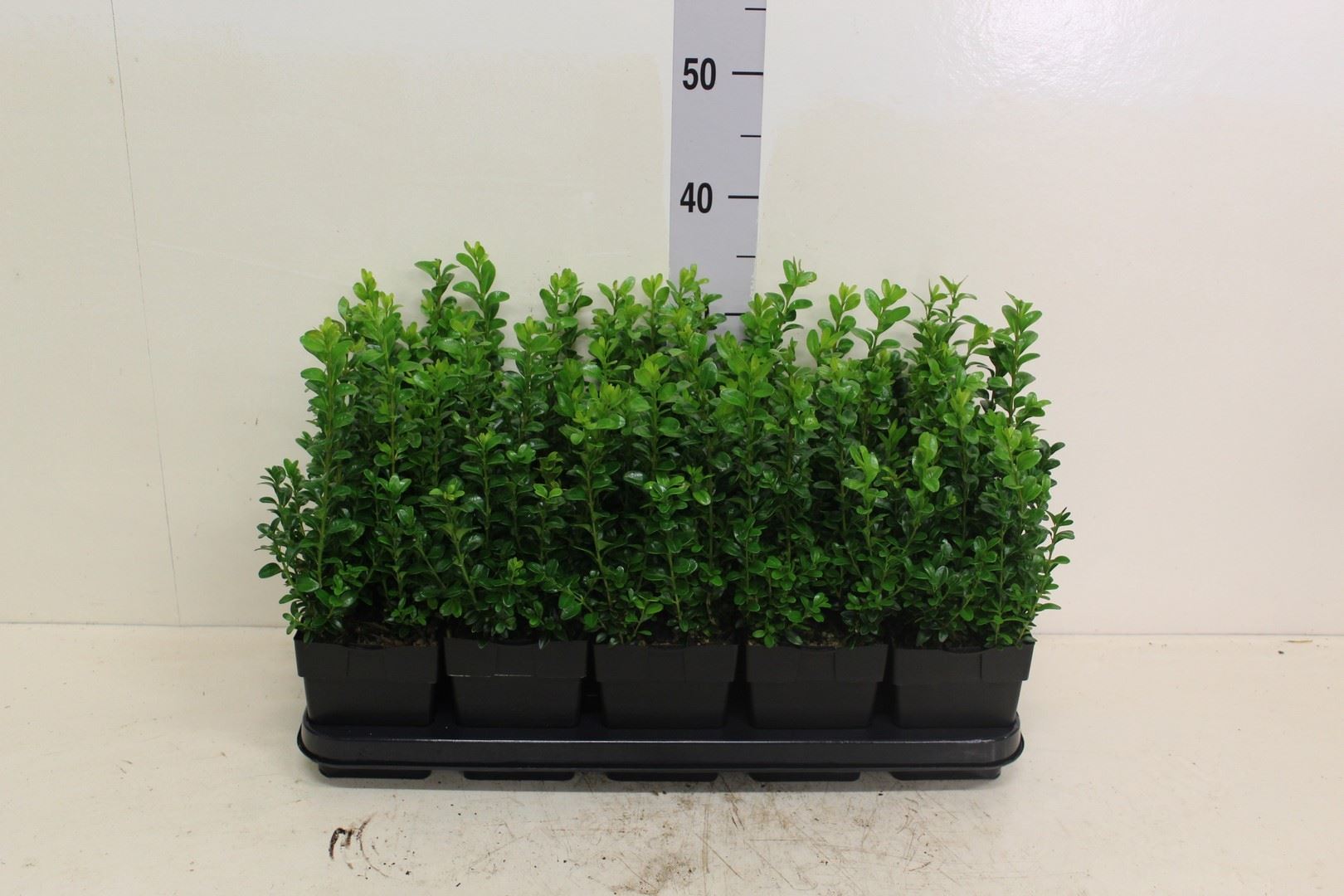 Buxus Sempervirens 13Ø 20cm