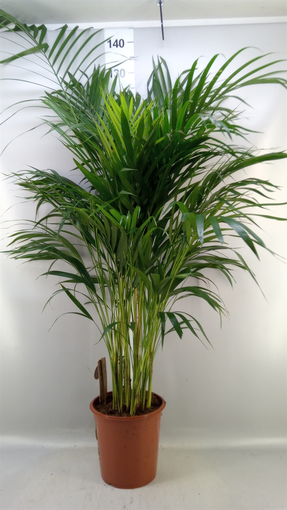 Dypsis Lutescens 24Ø 120cm