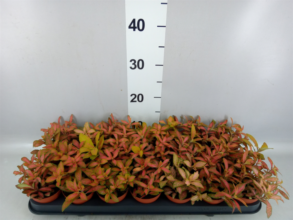 Fitt Overig 508Ø 12cm