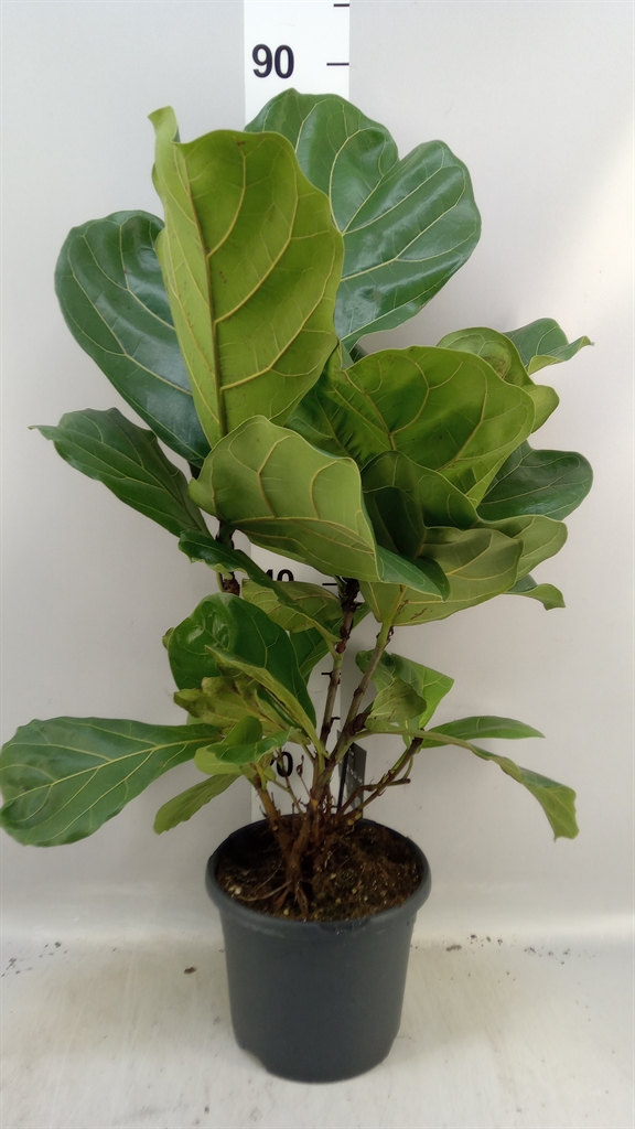 Fic Ov Lyrata 21Ø 50cm