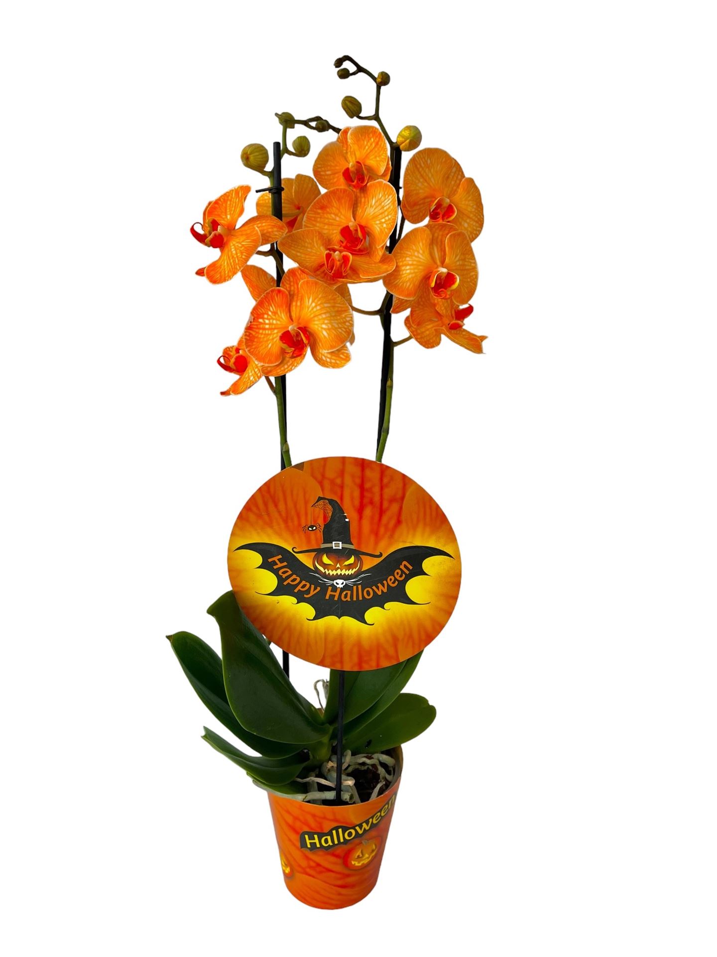 Phal Ov 12Ø 70cm