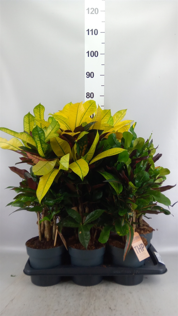 Codiaeum Small Leaf Mix 17Ø 55cm