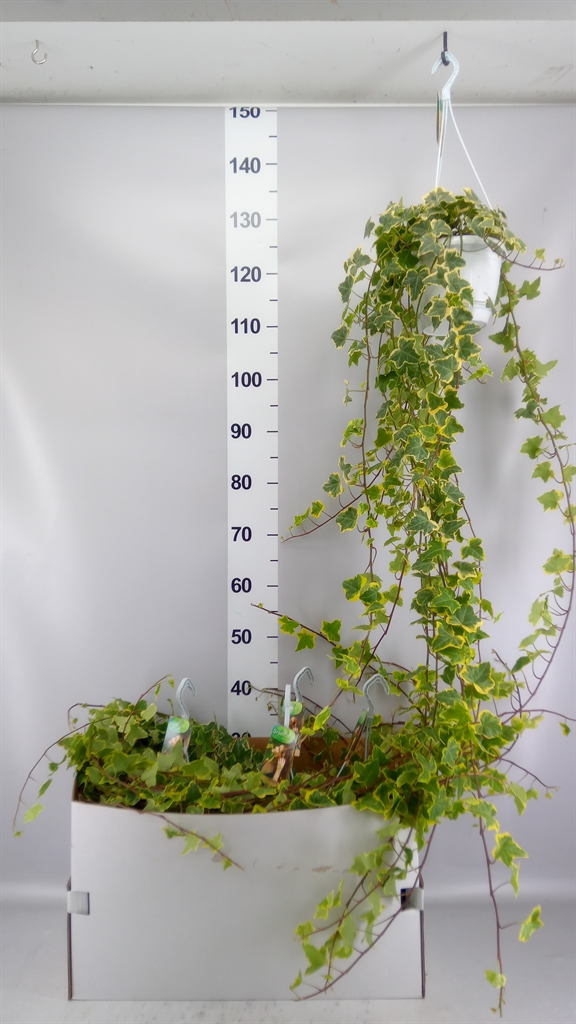 Hedera Helix Goldchild 17Ø 100cm