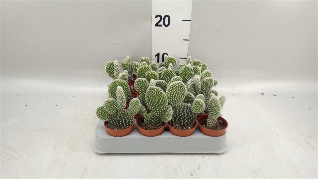 Opuntia Microdasys Albispina 5Ø 10cm