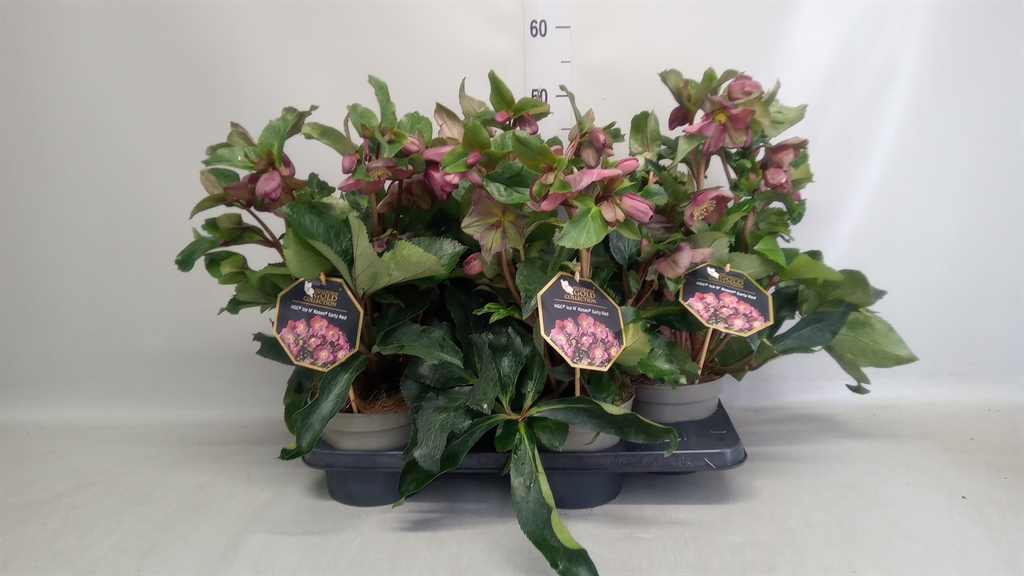Helleborus Hgc Ice N' Roses Early Red 17Ø 40cm