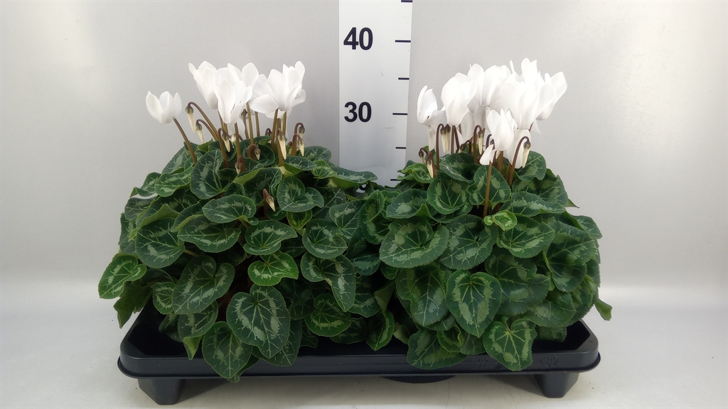 Cyclamen Super Serie Xl 15Ø 36cm