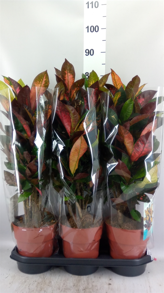Codiaeum Small Leaf Mrs Iceton 19Ø 60cm