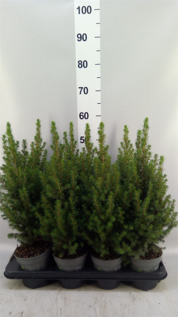 Picea Perfecta 13Ø 50cm