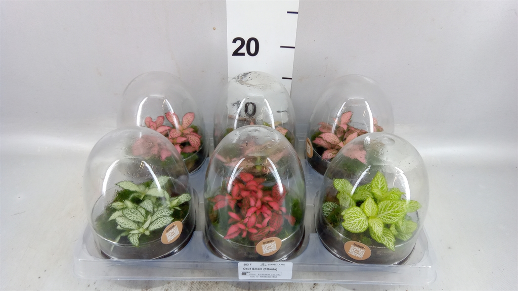 Arrangement Indoor Green 512Ø