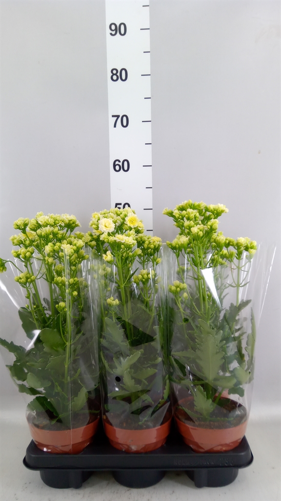Kalanchoe Double Sunny White 14Ø 40cm