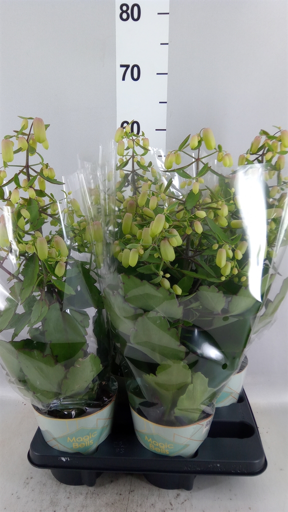 Kalanchoe Magic Bells 14Ø 55cm