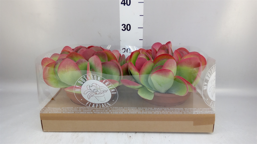 Kalan Ov Thyrsiflora 22Ø 27cm