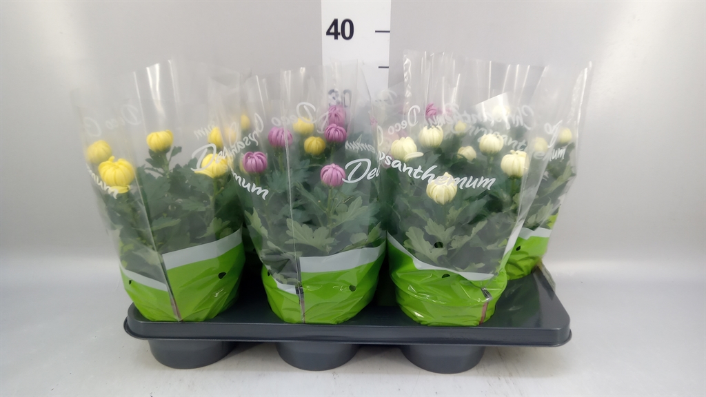 Chrysanth Cosmo Mix 15Ø 33cm