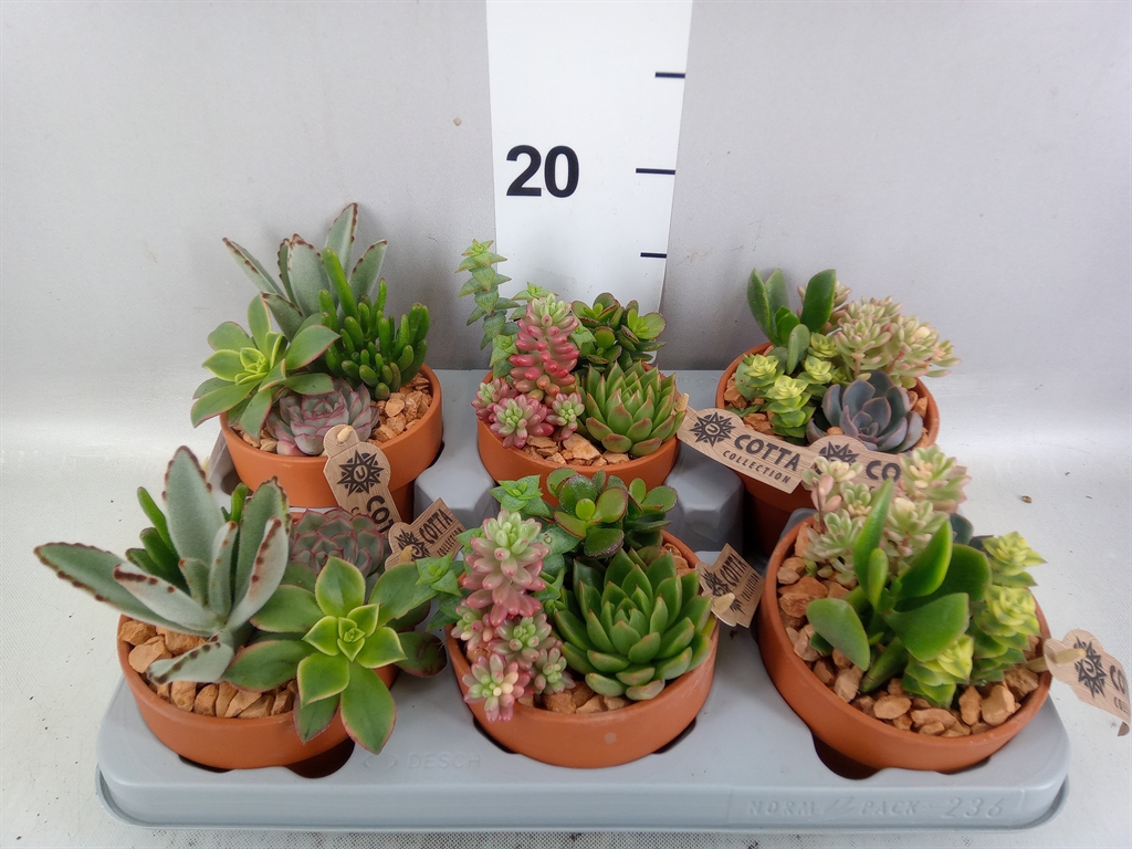 Vetplanten Arr 6% 12Ø