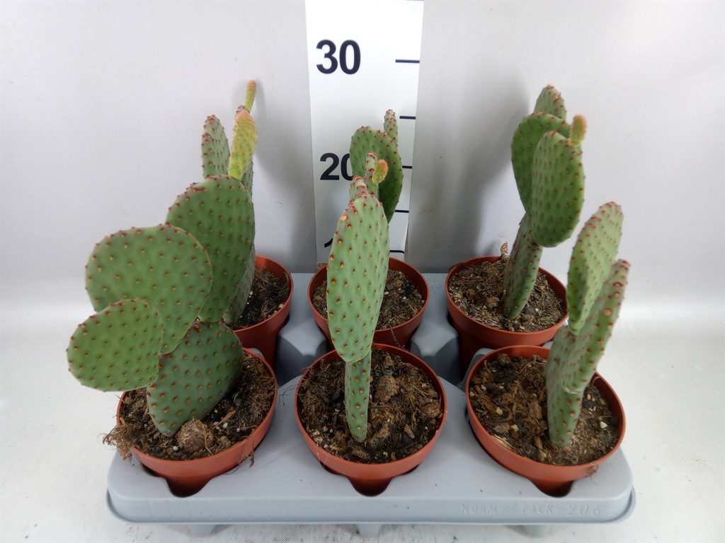 Opuntia Microdasys 12Ø