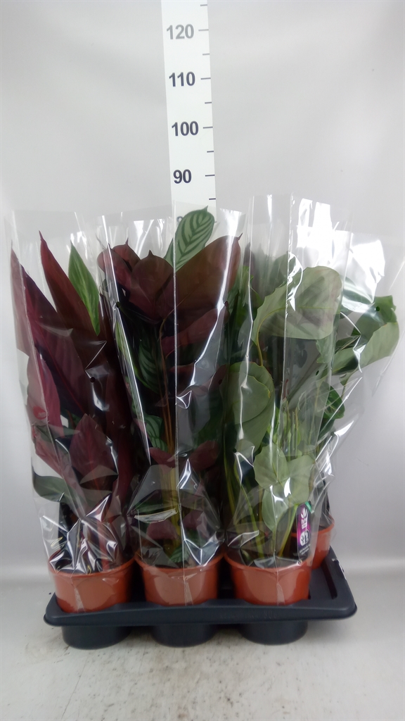 Calathea Mix 17Ø 65cm