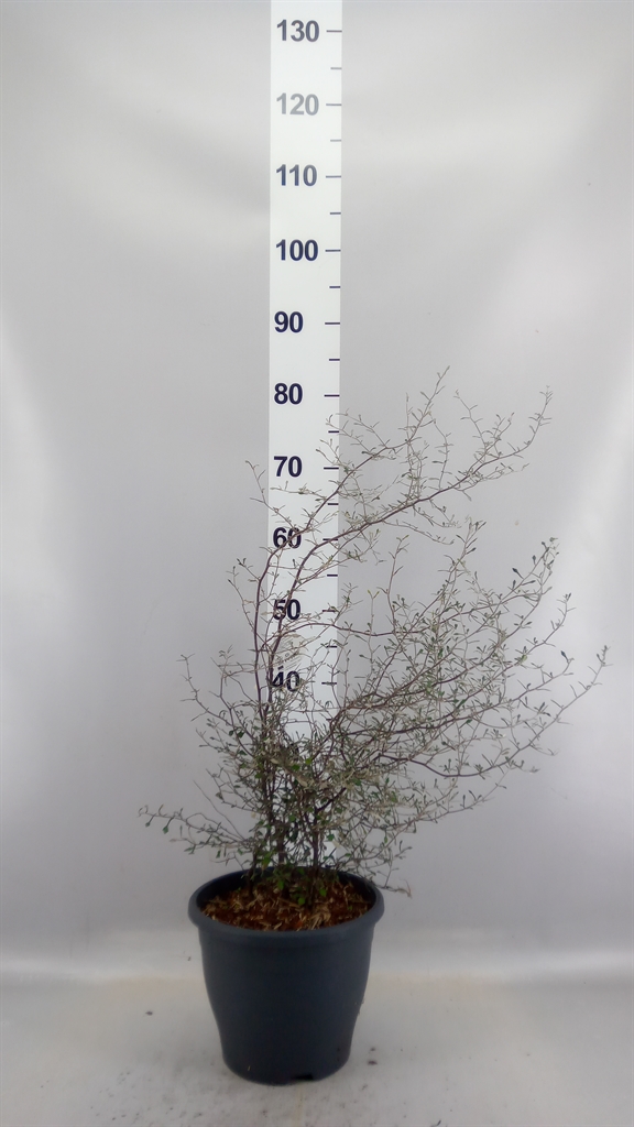 Corokia Cotoneaster 23Ø 80cm
