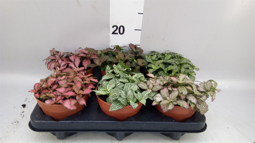 Fittonia Mix 12Ø 20cm