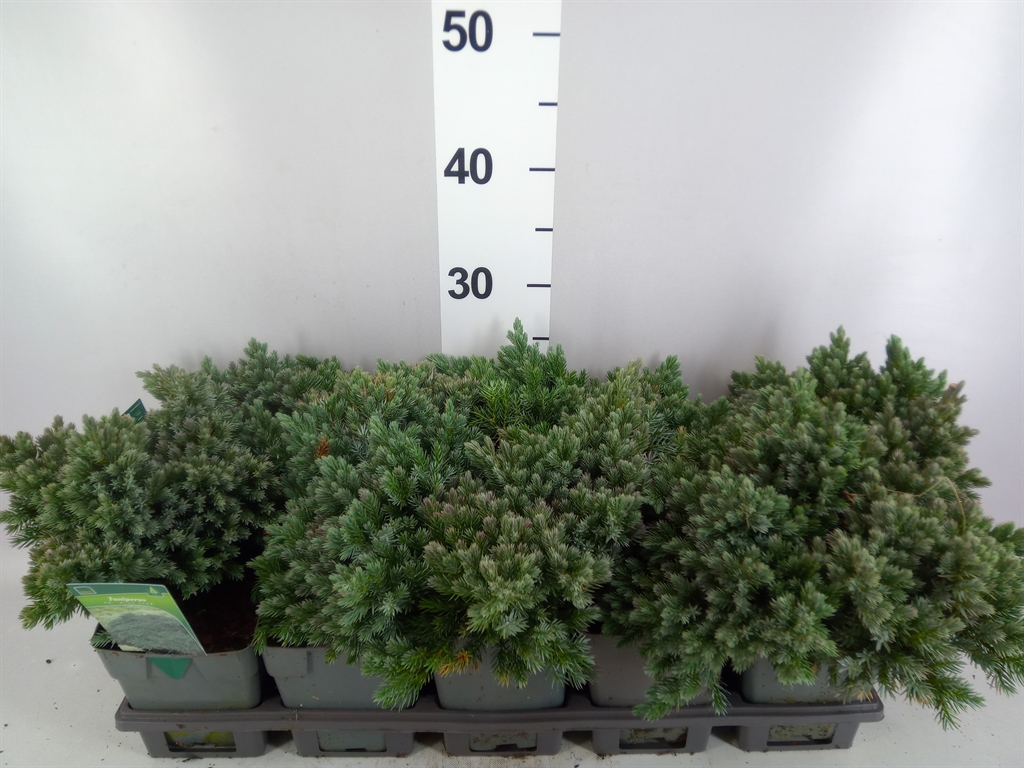 Juniperus Blue Star 12Ø 20cm