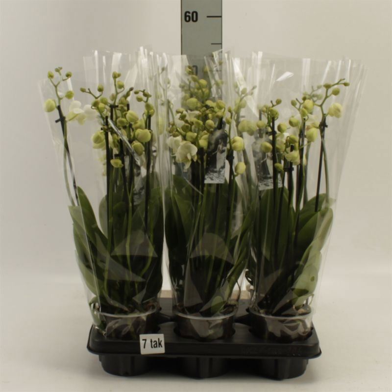 Phalaenopsis Inverness 12Ø 55cm 7st