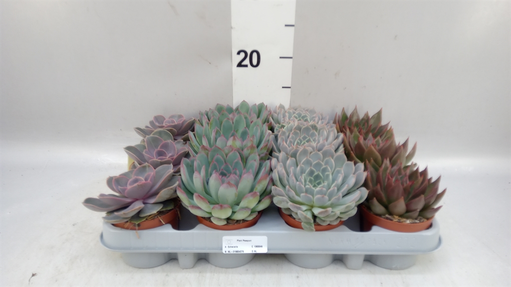 Echeveria Mixed 508Ø