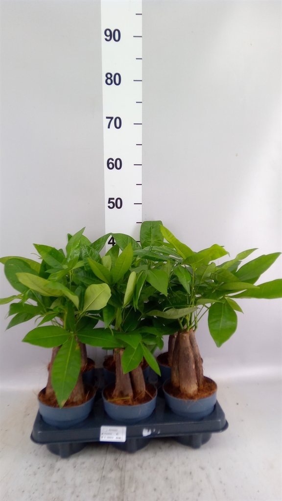 Pachira Aquatica 12Ø 35cm