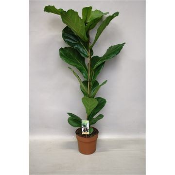 Ficus Lyrata 21Ø 120cm