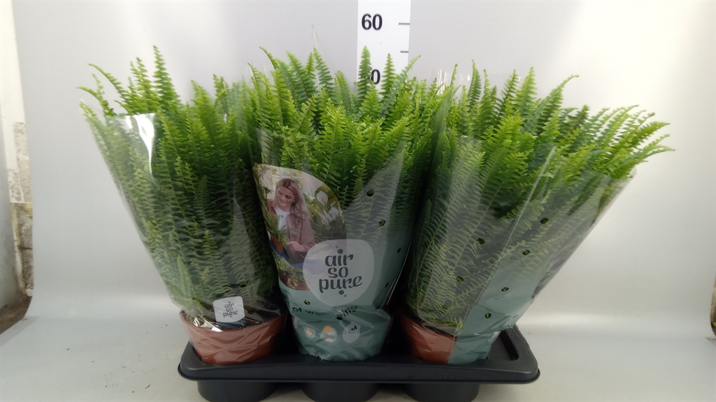 Nephrolepis Green Lady 17Ø 55cm