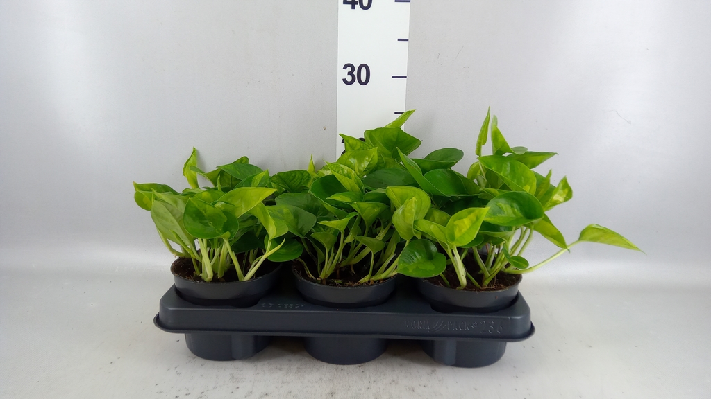 Epipremnum Global Green 12Ø 20cm