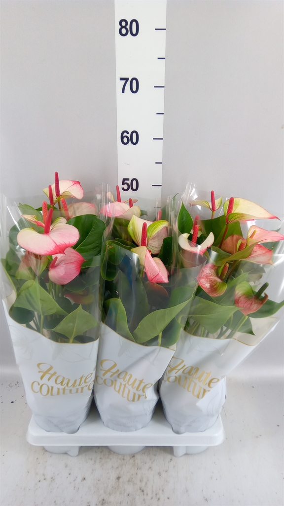 Anthurium Princess Amalia Elegance 14Ø 50cm