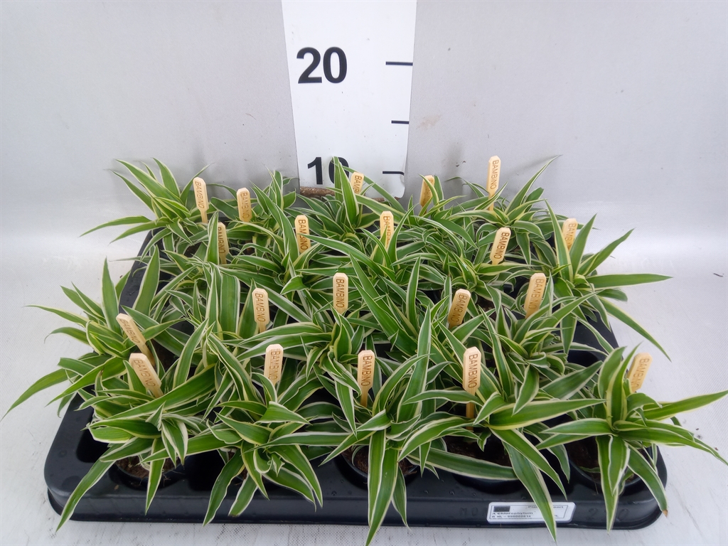 Chlorophytum Ocean 5Ø 10cm